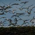 成群的燕鷗使島嶼充滿生命的氣息。圖片來源：陳忠峰