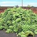 香蕉盛產過量，蕉價慘跌。圖片來源：陳添寶