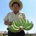 面對香蕉價錢慘跌，蕉農只能無奈。圖片來源：陳添寶
