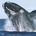 瀕臨絕種的北大西洋露脊鯨。(圖片來源：wikipedia)