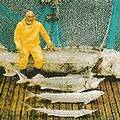 大鱘魚在裡海變得很罕見。(圖片來源： CITES)