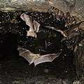蝙蝠生存在礦場的森林裡。(圖片來源：Pierre Formenty courtesy WHO)