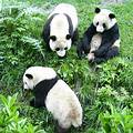 中國野生熊貓；圖片來源：四川中國國際旅遊服務