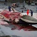 2006年10月，他們正在剝離鯨魚身上的肉。(圖片來源：Jonas Fr. Thorsteinsson courtesy goecco.com)