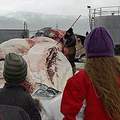 2006 年10月，孩子正在觀看一條被宰割的鯨魚。(圖片來源： Jonas Thorsteinsson courtesy goecco.com)
