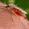蚊子會感染瘧疾。(圖片：ENS)