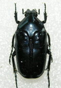 暗藍扁騷金龜；圖片來源：台灣的甲蟲部落格