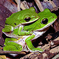 諸羅樹蛙，雌蛙帶著雄蛙到落葉底下產卵
