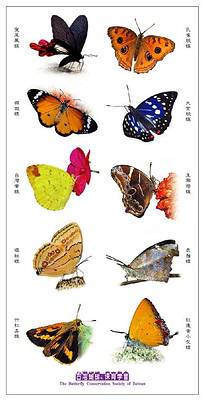 蝴蝶紋身貼紙