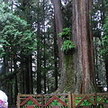 阿里山神木群是觀光熱門景點。 