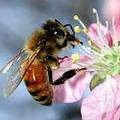 桃花上的蜜蜂。蜜蜂對全世界九十種蔬果作物的授粉來說不可或缺。圖片來源：ENS