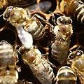 這些蜜蜂身上的棕色腫塊即是蜂蟎。圖片來源：ENS