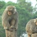 森林過度開發的危機與獼猴生存的困境