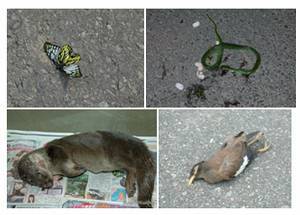 蝴蝶、抱卵青蛇、水獺、鳥類皆是動物車禍的受害者。