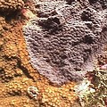 遭黑色海綿覆蓋的珊瑚