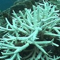墾丁海域裡，白色的珊瑚如枯骨般隨處可見