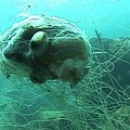 廢棄的漁網纏繞住珊瑚礁