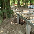 林務局的施工，是將樹根直接砍斷，然後灌水泥、架平台
