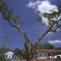 我們應該種小樹，也要尊重老樹。圖片來源：貢寮鄉尖山腳街榕樹，吳志學攝