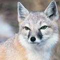 美洲伶狐被列入聯邦瀕臨絕種動物名單內 (照片作者 : W. Lynch / 來源提供: Parks Canada) 