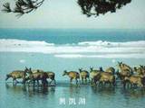興凱湖被列入人與生物圈保留區(照片來源：黑龍江省政府網站)