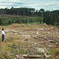 加拿大原始部落Grassy Narrows被砍伐的森林。 (照片提供：Carrol Cox / Envirowatch)