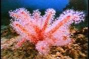 美麗的珊瑚迎著水流招展粉紅觸角，萬千的騷首姿態讓人看得目暇不已。