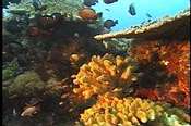  由珊瑚蟲分泌碳酸鈣累積而成的珊瑚群體，在海底世界創造出了奇幻建築景觀。