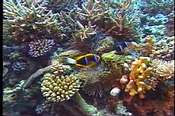 珊瑚庇護著難以計數的海底生物，為魚兒們提供了悠游自在的棲息場所。 
