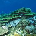 東沙環礁海洋資源豐富。圖片提供：內政部營建署海管處