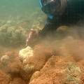 研究員擦拭覆蓋在珊瑚上的沈澱物。圖片來源：Dr. Robert Richmond