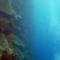 波納佩島的垂直珊瑚牆。圖片來源：David Burdick；NOAA提供