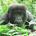 維拉剛國家公園的大猩猩。圖片來源：WildlifeDirect