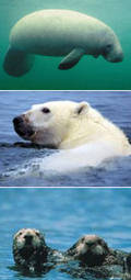 由上到下：海牛、北極熊、海獺。圖片來源：Wikipedia