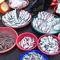 東港鎮小魚市上的水產，許多都是來自於大鵬灣
