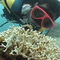 珊瑚被踐踏、死亡，海洋生態漸漸枯竭