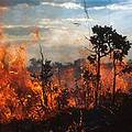 喜拉朵地區的Emas國家公園的大火。圖片版權：Haroldo Castro。圖片提供：世界銀行
