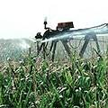 東部岸華盛頓州灌溉中的玉米田。圖片來源：Washington State U.