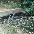Tennessee 河流遭受市立廢水處理廠排放的污水污染 。圖片來源：USGS