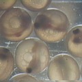 櫻花鉤吻鮭卵