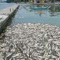 淡水河的死魚。圖片來源：Google