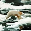 北極熊在融化的海冰上行走。圖片提供：© Greenpeace/Beltra