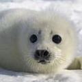 未滿三週的北極豎琴小海豹擁有白色毛皮。圖片來源：ESUS