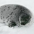 滿三週的北極豎琴海豹會褪下白色毛皮。圖片來源：IFAW