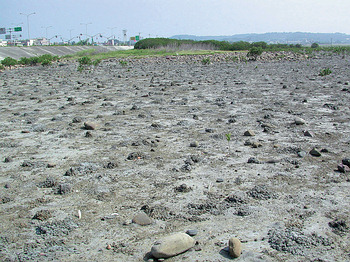 台灣招潮蟹棲息在開闊、沒有植物生長的高潮線泥灘地，這些地區受到人為破壞或紅樹林入侵等，因而導致棲地快速消失，其族群數量也隨之遽減。此為新竹海山罟潮間帶棲地（林柏芬拍攝）