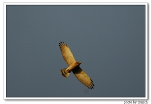 展翅的赤腹鷹，滿州，2007