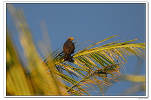 棲樹的灰面鷲，滿州，2007