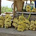 雲南紅河的香蕉，是當地重要的經濟收入來源。攝影:蔣鎮宇