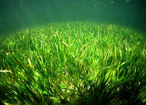 綠色地毯般的海草床舖滿海底