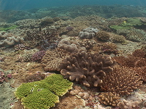 珊瑚礁森林